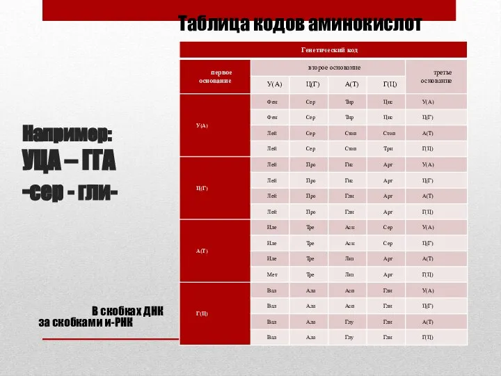 Например: УЦА – ГГА -сер - гли- Таблица кодов аминокислот В скобках ДНК за скобками и-РНК