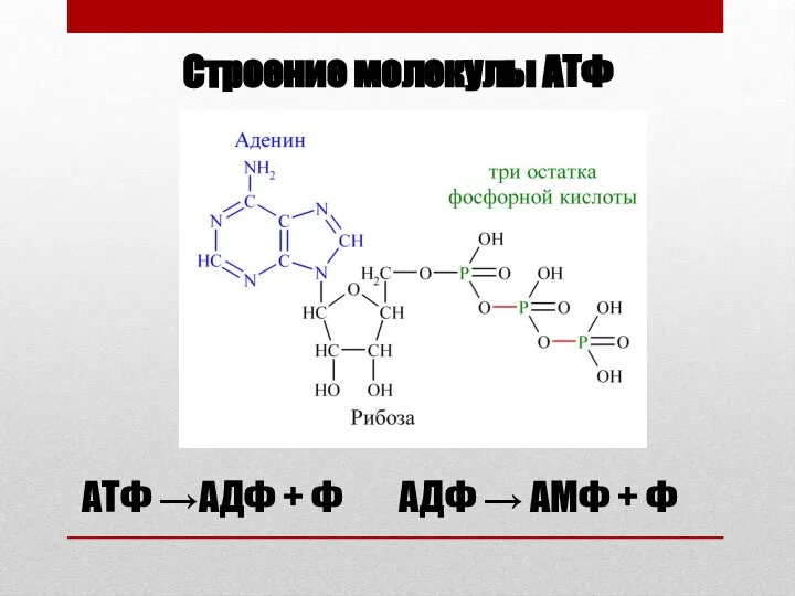 Строение молекулы АТФ АТФ →АДФ + Ф АДФ → АМФ + Ф