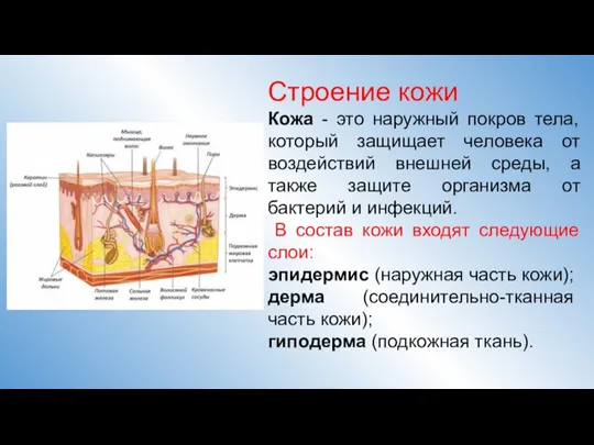 Строение кожи Кожа - это наружный покров тела, который защищает человека от