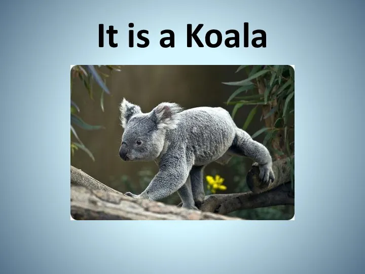 It is a Koala