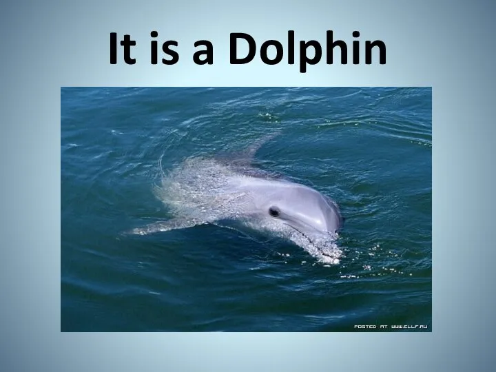 It is a Dolphin