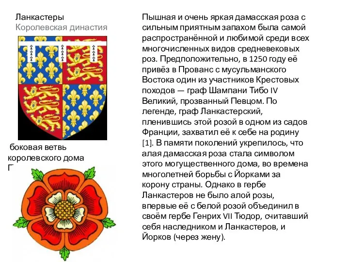 Ланкастеры Королевская династия Пышная и очень яркая дамасская роза с сильным приятным
