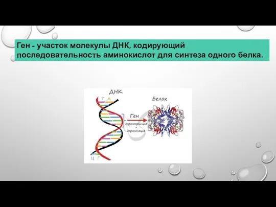 Ген - участок молекулы ДНК, кодирующий последовательность аминокислот для синтеза одного белка.