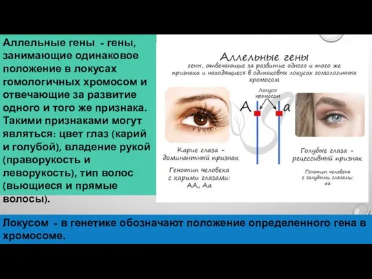 Аллельные гены - гены, занимающие одинаковое положение в локусах гомологичных хромосом и