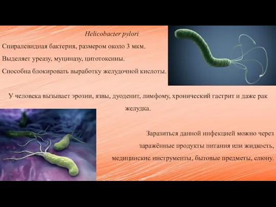 Helicobacter pylori Спиралевидная бактерия, размером около 3 мкм. Выделяет уреазу, муциназу, цитотоксины.