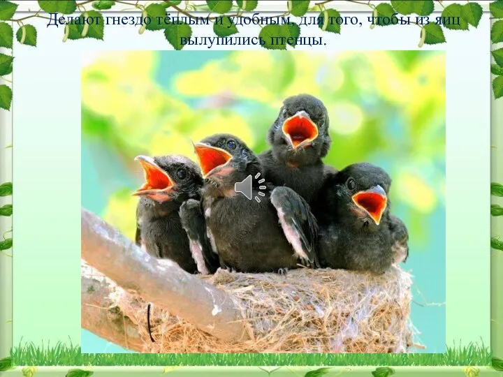 Делают гнездо тёплым и удобным, для того, чтобы из яиц вылупились птенцы.