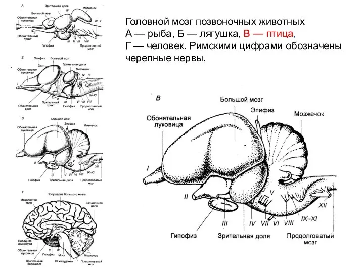 Головной мозг позвоночных животных А — рыба, Б — лягушка, В —