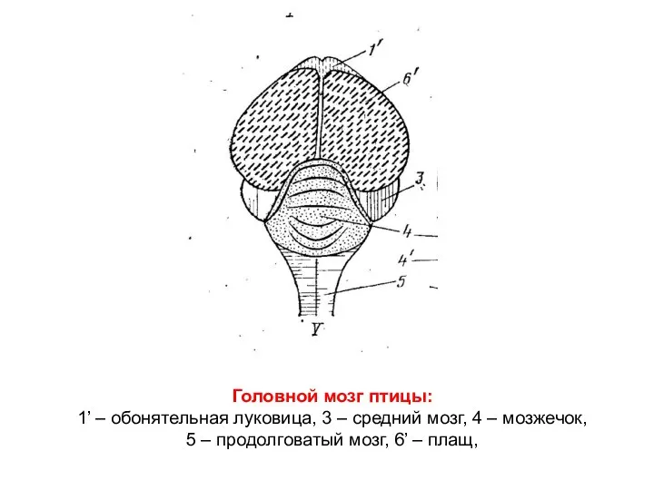 Головной мозг птицы: 1’ – обонятельная луковица, 3 – средний мозг, 4