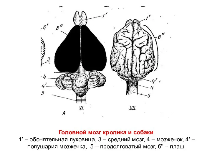 Головной мозг кролика и собаки 1’ – обонятельная луковица, 3 – средний