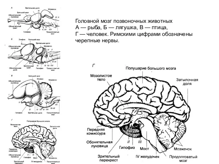 Головной мозг позвоночных животных А — рыба, Б — лягушка, В —