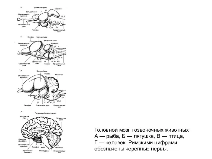 Головной мозг позвоночных животных А — рыба, Б — лягушка, В —