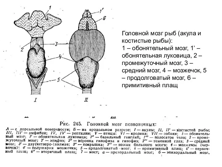 Головной мозг рыб (акула и костистые рыбы): 1 – обонятельный мозг, 1’