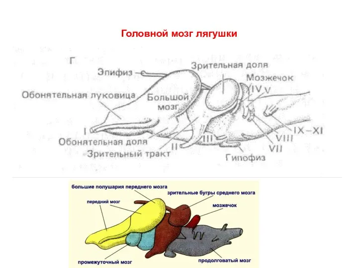 Головной мозг лягушки