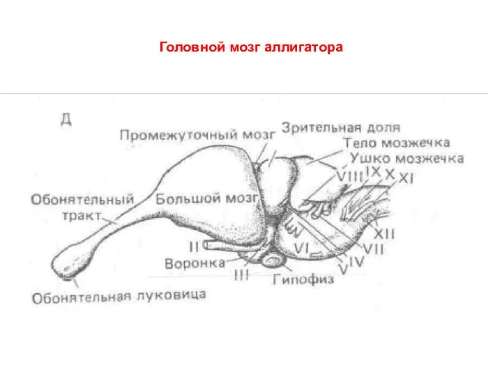 Головной мозг аллигатора