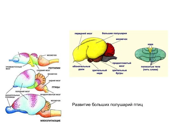 Развитие больших полушарий птиц