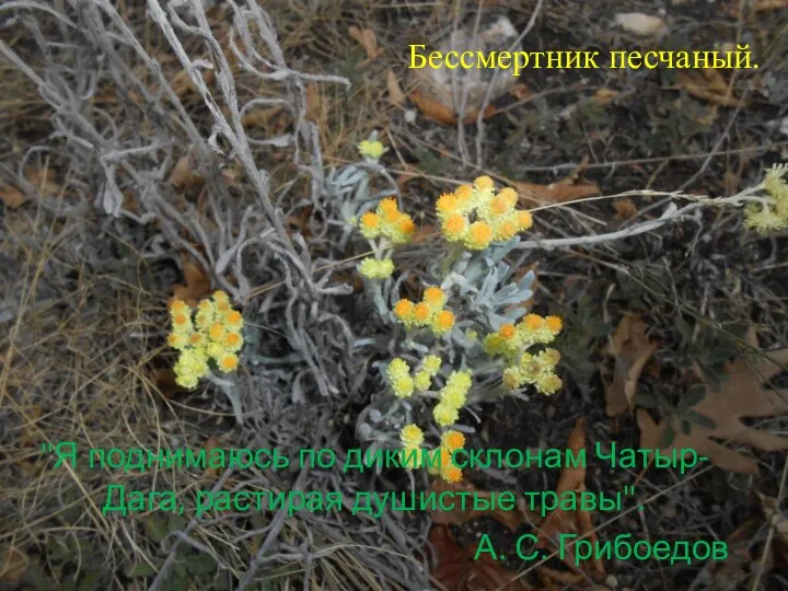 "Я поднимаюсь по диким склонам Чатыр-Дага, растирая душистые травы". А. С. Грибоедов Бессмертник песчаный.