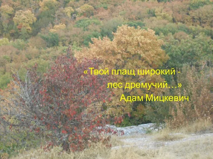 «Твой плащ широкий - лес дремучий…» Адам Мицкевич