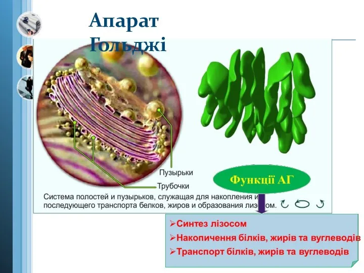 Апарат Гольджі