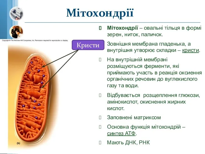 Мітохондрії Мітохондрії – овальні тільця в формі зерен, ниток, паличок. Зовнішня мембрана