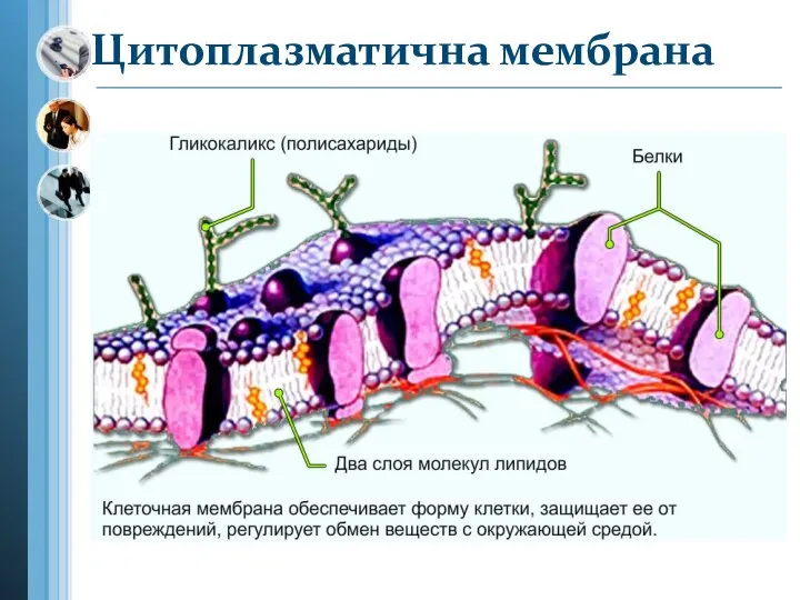Цитоплазматична мембрана