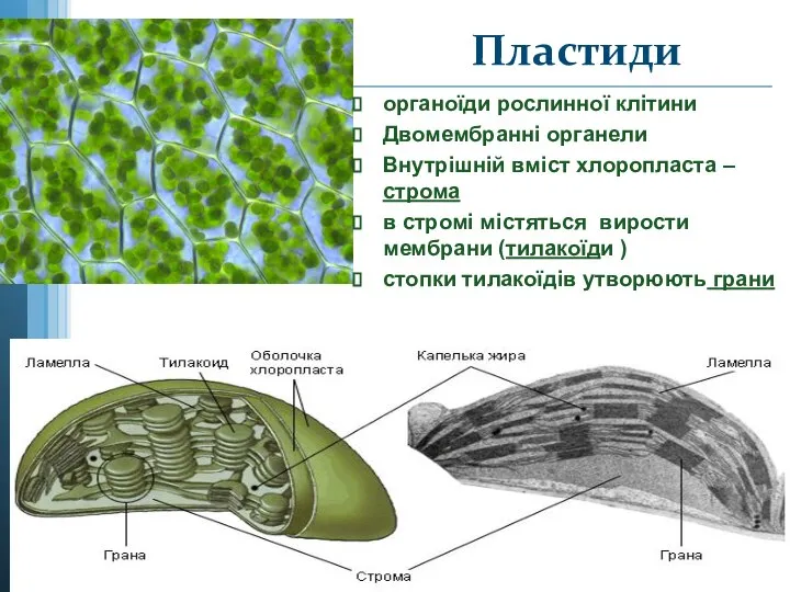Пластиди органоїди рослинної клітини Двомембранні органели Внутрішній вміст хлоропласта –строма в стромі