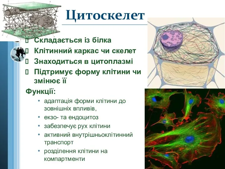 Складається із білка Клітинний каркас чи скелет Знаходиться в цитоплазмі Підтримує форму