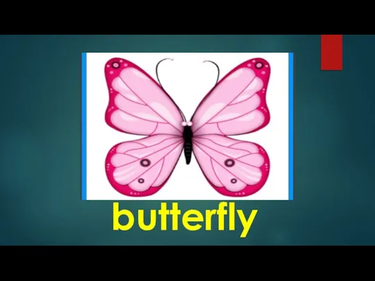 butterfly