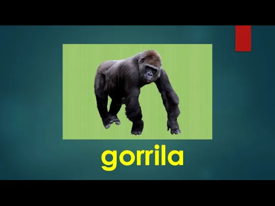 gorrila