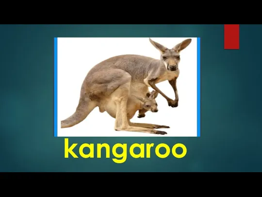 kangaroo