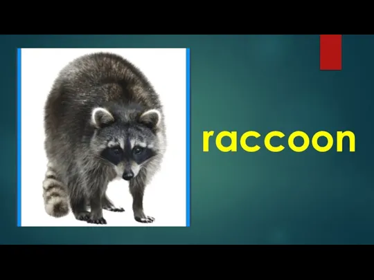 raccoon