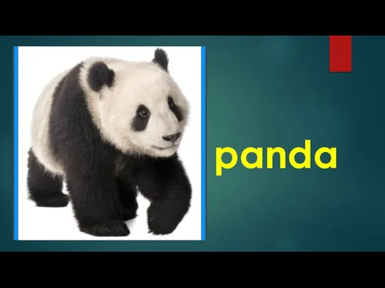 panda