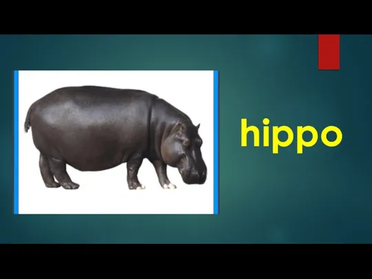 hippo