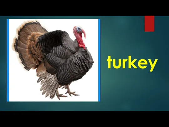 turkey