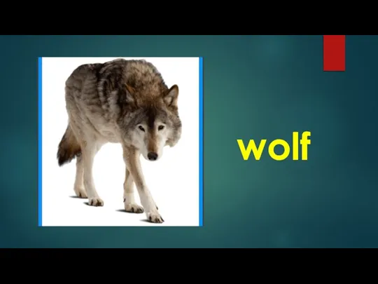 wolf