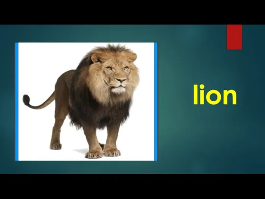 lion