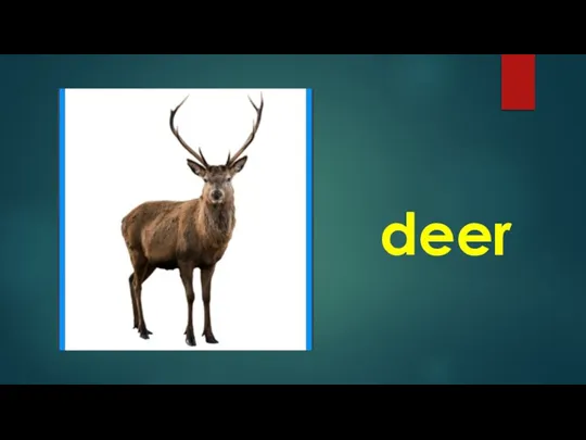 deer