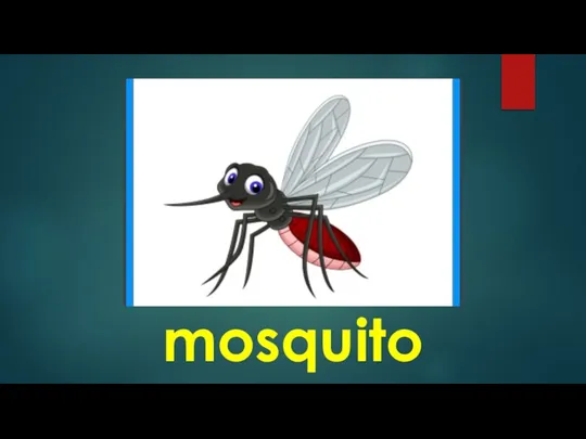 mosquito