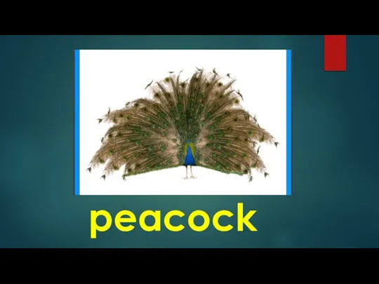 peacock