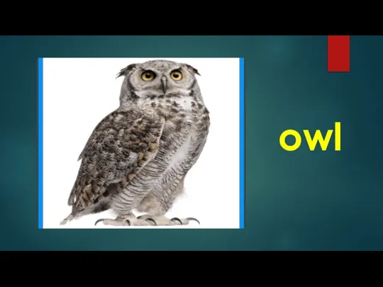 owl