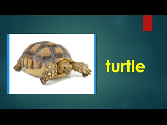 turtle