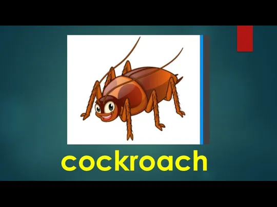 cockroach