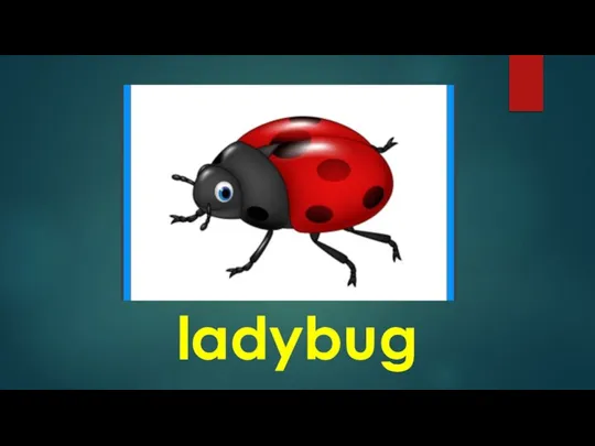 ladybug