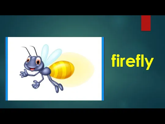 firefly