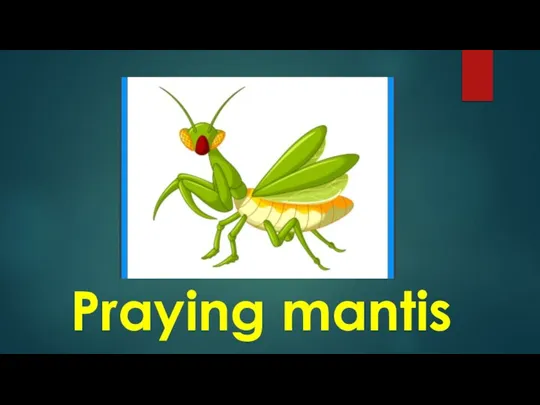 Praying mantis