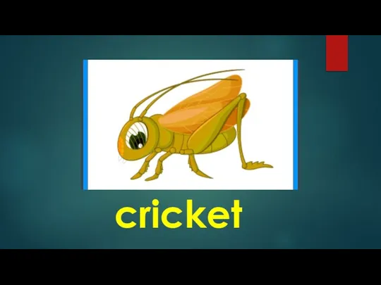 cricket