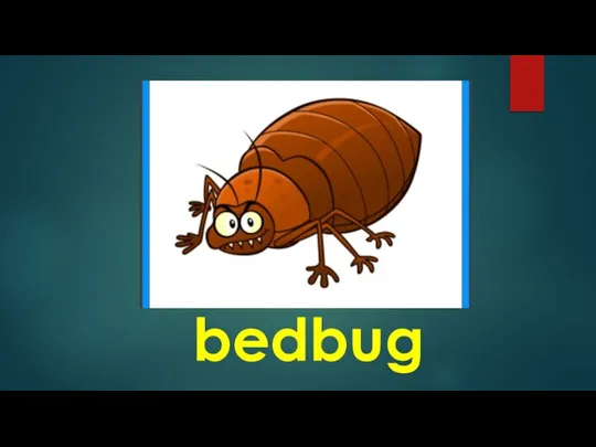 bedbug