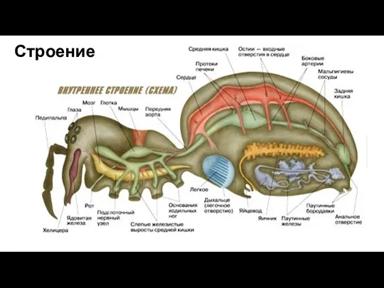 Строение