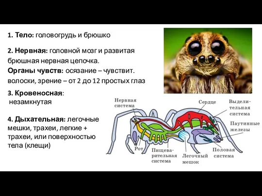 1. Тело: головогрудь и брюшко 2. Нервная: головной мозг и развитая брюшная