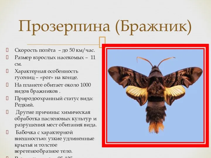 Прозерпина (Бражник) Скорость полёта – до 50 км/час. Размер взрослых насекомых –