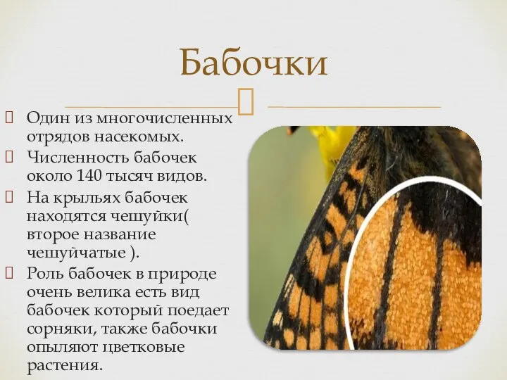 Бабочки Один из многочисленных отрядов насекомых. Численность бабочек около 140 тысяч видов.